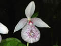 cypripedium formosanum
