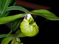 cypripedium henryi
