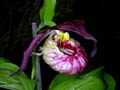 cypripedium