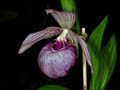 cypripedium macranthos