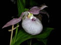 cypripedium sabine