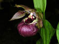 cypripedium tibeticum