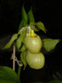 cyprypedium ursel