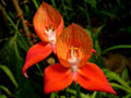 disa_uniflora