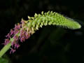 malaxis latifolia