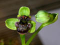 ophrys bombyliflora