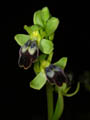 ophrys spec