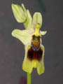 ophrys tenthredinifera