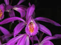 bulbophyllum bulbocodioides
