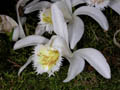 pleione grandiflorum