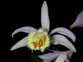 pleione hybride