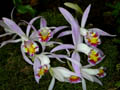 pleione lagenaria