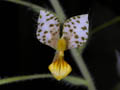 ponthieva maculata