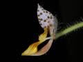 ponthieva maculata