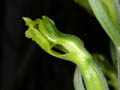 sarcoglottis sceptoides