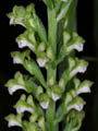 sauroglossum elata