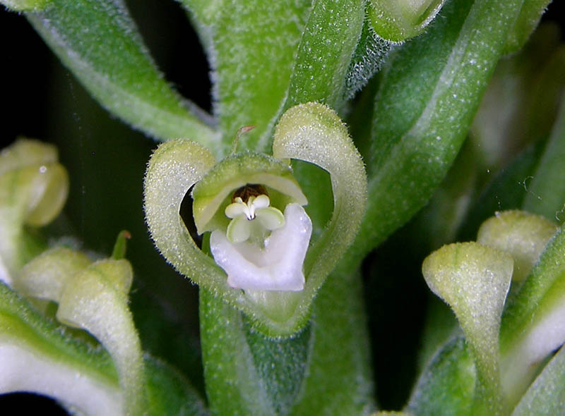 sauroglossum elata
