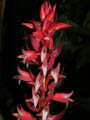 stenorhynchus speciosus