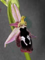 ophrys reinholdii