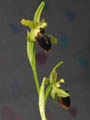 ophrys sphegodes