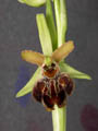 ophrys sphegodes