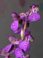 anacamptis morio