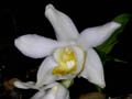 chysis bractescens