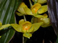 soterosanthos shepheardii