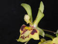 chytroglossa marileoniae