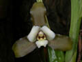 lycaste xytriophora