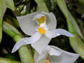 trevoria zahbruckneriana