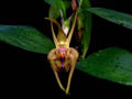 epigeneium