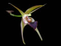 epigeneium