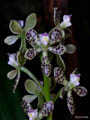 encyclia vespa
