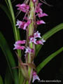 coeloa macrostachya