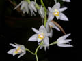 coelogyne flexuosa