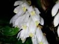 neogyna gardneriana