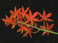 encyclia vitellina