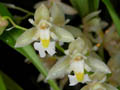 chelonistele sulphurea