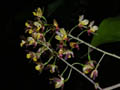 graphorkis lurida