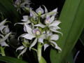 encyclia fragans