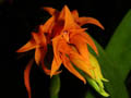 ada aurantiaca