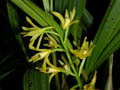 xylobium foveatum