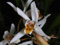coelogyne graminifolia