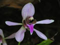 ancistrochilus rothschildianus