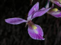 barkeria shoemakerii