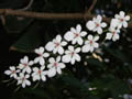 aerangis luteo-alba var. rhodosticta