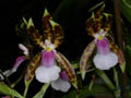 miltonia schroederae
