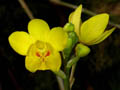 spathoglottis hybride
