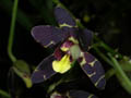 ansellia_afrikana_var_nigra